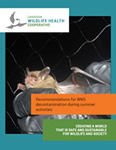 WNS Decontamination during summer